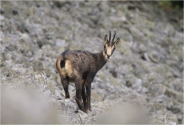 <p>KAMZÍK HORSKÝ (Rupicapra rupicapra) Lužické hory, Studenec ---- /Chamois - Gämse/</p>